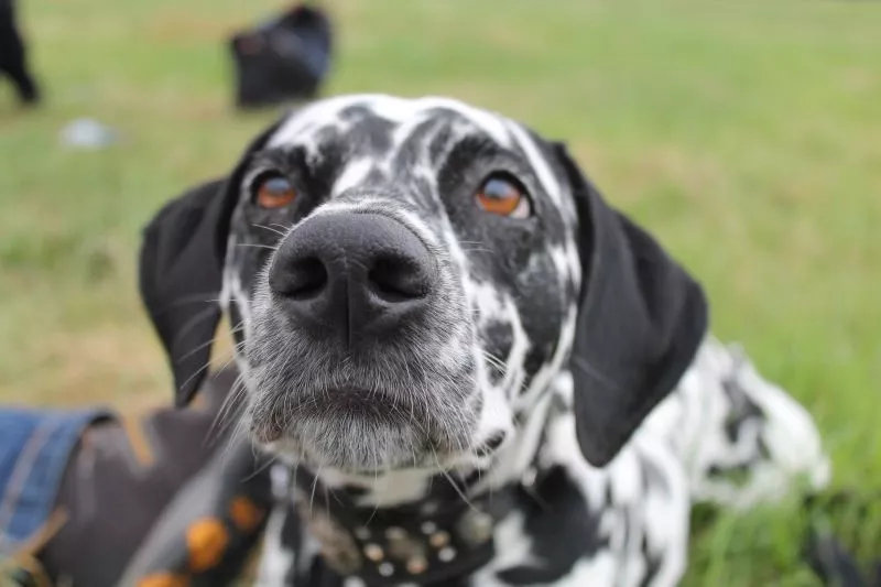 Hundeschule Tollensetal Judith Fiedler - Hundelehrerin