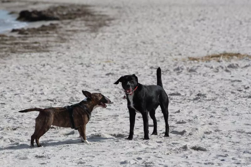 Hundeschule Tollensetal Judith Fiedler - Hundewanderung am Strand