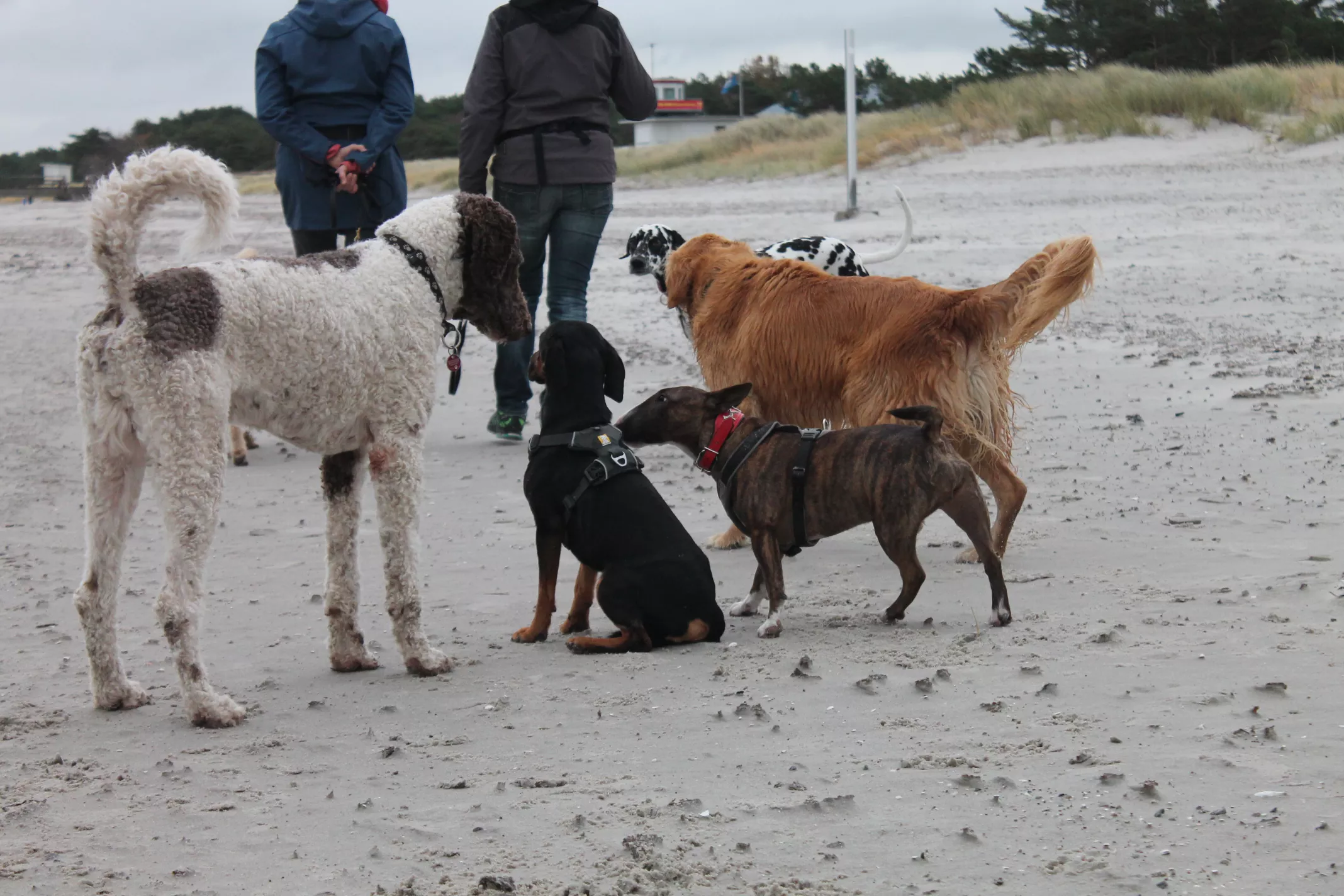 Hundeschule Tollensetal Judith Fiedler - Hundewanderung an der Ostsee
